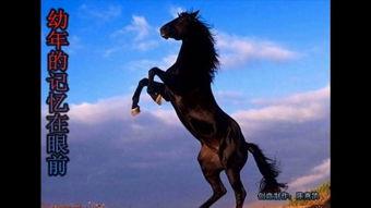 孤独的黑骏马教学视频,黑骏马教学视频深度解析