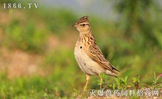 乌鸫会说话视频,揭秘会说话的鸟类传奇