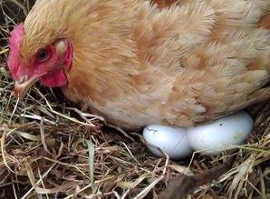 母鸡孵蛋视频,见证生命的诞生