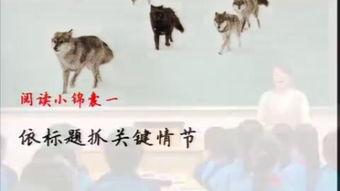 狼王梦视频,传承与挑战的狼族传奇