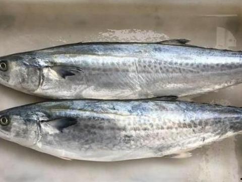 活鲅鱼视频,探寻海洋美食的鲜美奥秘