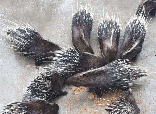 豪猪陷阱视频,一场惊心动魄的生存挑战