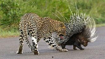 豪猪陷阱视频,一场惊心动魄的生存挑战