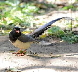 雀不飞视频,探寻神秘鸟类的传奇之旅