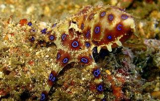 捉章鱼视频,高清视频揭秘海洋奇观