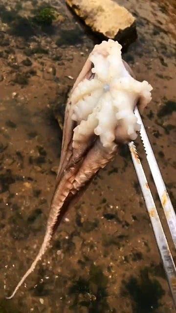 捉章鱼视频,高清视频揭秘海洋奇观