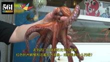 捉章鱼视频,高清视频揭秘海洋奇观